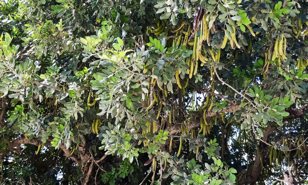 Carob Tree / Sigra tal-Harub